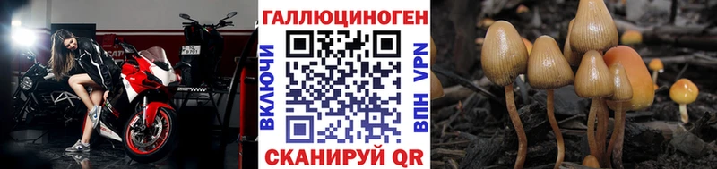 Псилоцибиновые грибы Psilocybe  Северская 